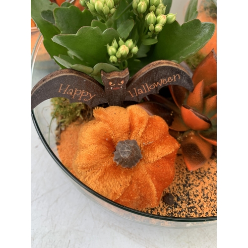 5 - THREE HALLOWEEN INDOOR GLASS BOWL ARRANGEMENTS WITH PLANT. BOWL MEASURES 18CM DIAMETER. PLUS VAT TO ... 