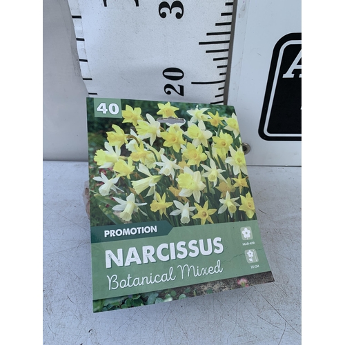 52 - FORTY BOTANICAL MIXED NARCISSUS BULBS IN A PACK. PLUS VAT TO BE SOLD FOR THE FORTY