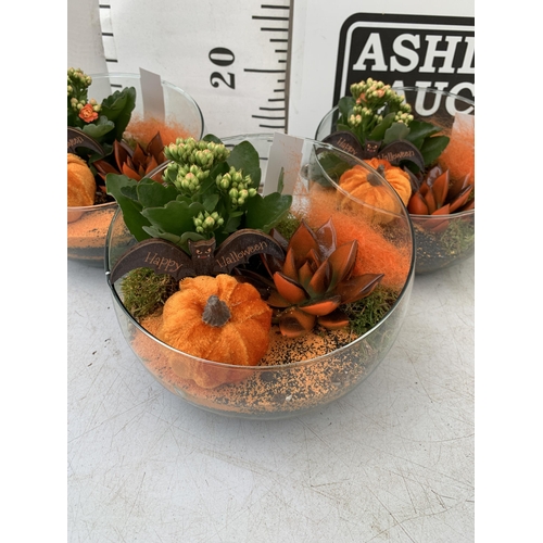 5 - THREE HALLOWEEN INDOOR GLASS BOWL ARRANGEMENTS WITH PLANT. BOWL MEASURES 18CM DIAMETER. PLUS VAT TO ... 