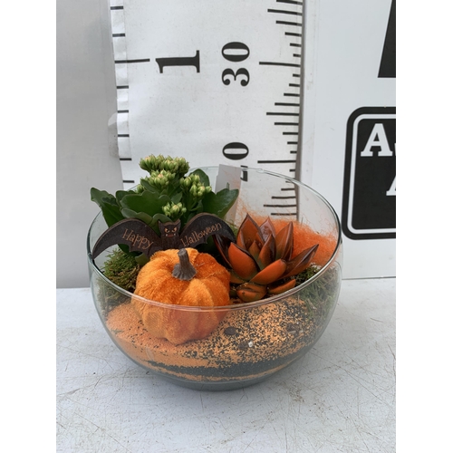 5 - THREE HALLOWEEN INDOOR GLASS BOWL ARRANGEMENTS WITH PLANT. BOWL MEASURES 18CM DIAMETER. PLUS VAT TO ... 