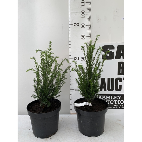 44 - TWO YEW TAXUS BACCATA PLANTS HEDGING PLANTS APPROX 80CM IN HEIGHT IN 7 LTR POTS PLUS VAT TO BE SOLD ... 