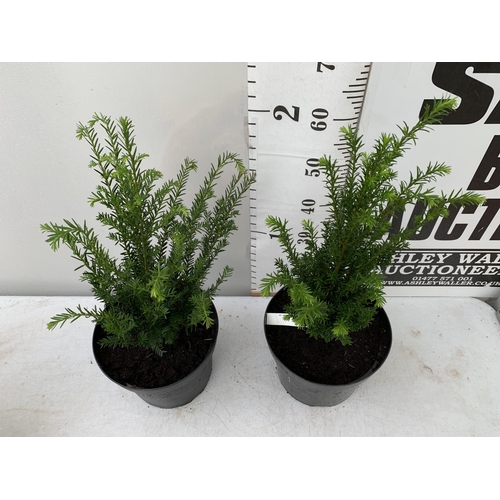 44 - TWO YEW TAXUS BACCATA PLANTS HEDGING PLANTS APPROX 80CM IN HEIGHT IN 7 LTR POTS PLUS VAT TO BE SOLD ... 