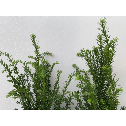 44 - TWO YEW TAXUS BACCATA PLANTS HEDGING PLANTS APPROX 80CM IN HEIGHT IN 7 LTR POTS PLUS VAT TO BE SOLD ... 