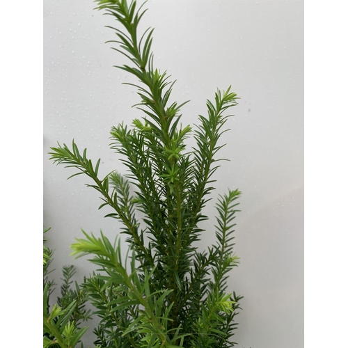 44 - TWO YEW TAXUS BACCATA PLANTS HEDGING PLANTS APPROX 80CM IN HEIGHT IN 7 LTR POTS PLUS VAT TO BE SOLD ... 