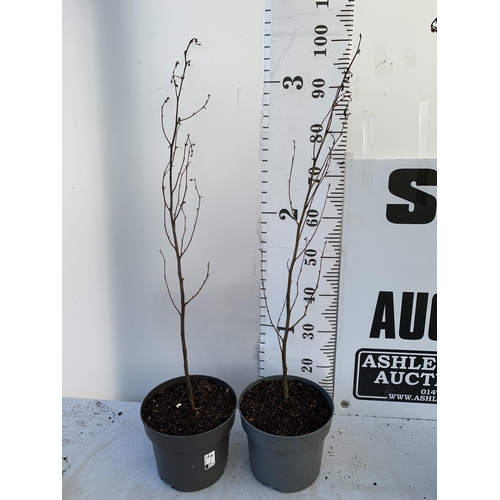 63 - TWO BLACK ALDER 'ALNUS GLUTINOSA' TREES APPROX 1 METRE IN HEIGHT IN 3 LTR POTS PLUS VAT