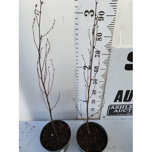 63 - TWO BLACK ALDER 'ALNUS GLUTINOSA' TREES APPROX 1 METRE IN HEIGHT IN 3 LTR POTS PLUS VAT