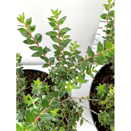 66 - TWO GAULTHERIA MURONATA 'MULBERRY WINE' IN 7 LTR POTS. HAVE LARGE DARK PINK ROUND BERRIES, FLOWERING... 