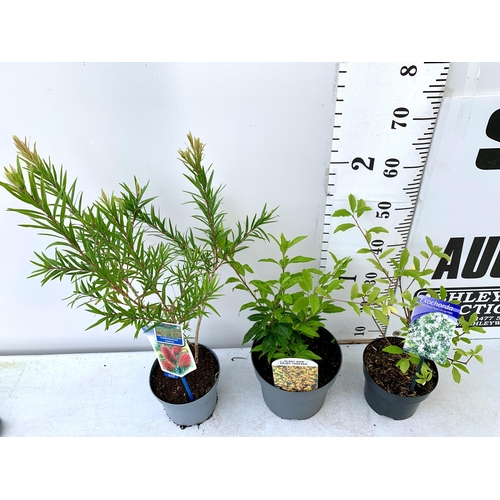 67 - THREE MIXED SHRUBS - ONE CALLISTEMON LEAVIS 'BOTTLEBRUSH' IN A 2 LTR POT, ONE MINI GOLD FORSYTHIA IN... 