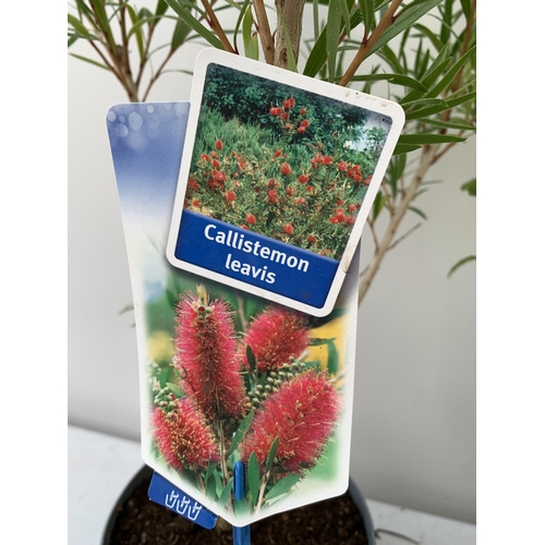 67 - THREE MIXED SHRUBS - ONE CALLISTEMON LEAVIS 'BOTTLEBRUSH' IN A 2 LTR POT, ONE MINI GOLD FORSYTHIA IN... 