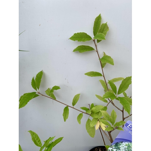 67 - THREE MIXED SHRUBS - ONE CALLISTEMON LEAVIS 'BOTTLEBRUSH' IN A 2 LTR POT, ONE MINI GOLD FORSYTHIA IN... 