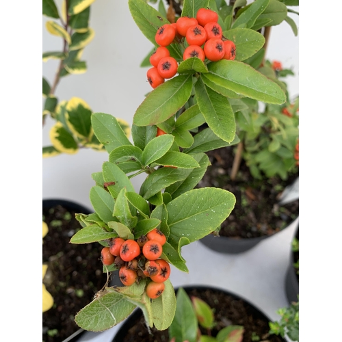 68 - FOUR MIXED 'AUTUMN COLOUR' SHRUBS IN 7 LTR POTS. ONE ILEX HOLLY 'GOLDEN KING', ONE LEUCOTHOE 'ZEBLID... 