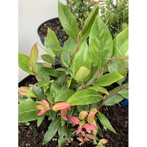 68 - FOUR MIXED 'AUTUMN COLOUR' SHRUBS IN 7 LTR POTS. ONE ILEX HOLLY 'GOLDEN KING', ONE LEUCOTHOE 'ZEBLID... 