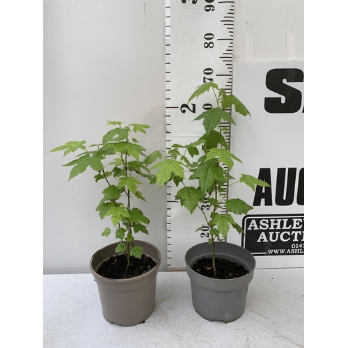 69 - TWO SWEET GUM LIQUID AMBAR STYRACIFLUA TREES APPROX 60-70CM IN HEIGHT IN 3LTR POTS PLUS VAT TO BE SO... 