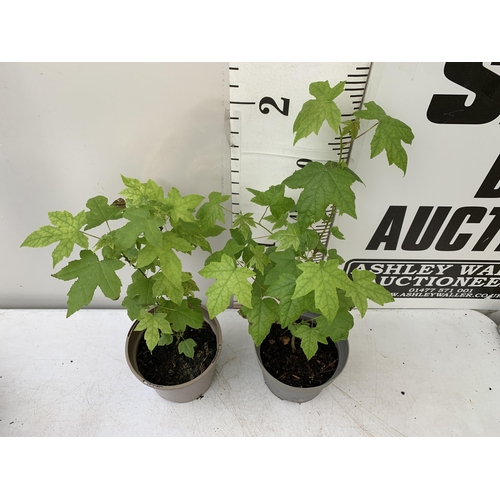 69 - TWO SWEET GUM LIQUID AMBAR STYRACIFLUA TREES APPROX 60-70CM IN HEIGHT IN 3LTR POTS PLUS VAT TO BE SO... 