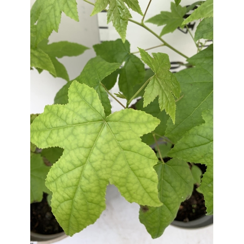 69 - TWO SWEET GUM LIQUID AMBAR STYRACIFLUA TREES APPROX 60-70CM IN HEIGHT IN 3LTR POTS PLUS VAT TO BE SO... 