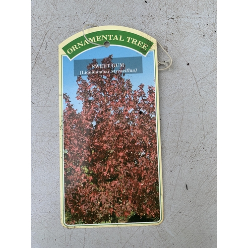 69 - TWO SWEET GUM LIQUID AMBAR STYRACIFLUA TREES APPROX 60-70CM IN HEIGHT IN 3LTR POTS PLUS VAT TO BE SO... 