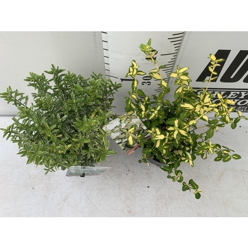 70 - TWO EUONYMOUS JAPONICA 'MICR ALBOVARIEGATUS' AND FORTUNA 'INTERBOLWI BLONDY'' IN 2 LTR POTS APPROX 4... 