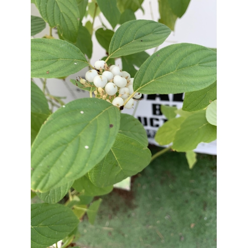 7 - TWO VERY LARGE CORNUS SERICEA 'FLAVIRAMEA' WITH WHITE FLOWERS APPROX 160CM IN HEIGHT.GREAT WINTER CO... 