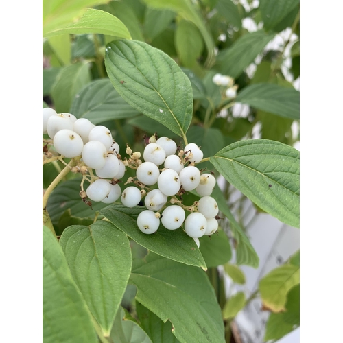 7 - TWO VERY LARGE CORNUS SERICEA 'FLAVIRAMEA' WITH WHITE FLOWERS APPROX 160CM IN HEIGHT.GREAT WINTER CO... 