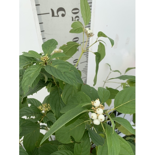 7 - TWO VERY LARGE CORNUS SERICEA 'FLAVIRAMEA' WITH WHITE FLOWERS APPROX 160CM IN HEIGHT.GREAT WINTER CO... 