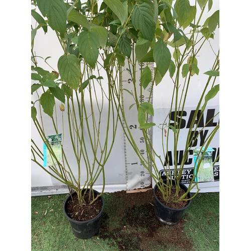 7 - TWO VERY LARGE CORNUS SERICEA 'FLAVIRAMEA' WITH WHITE FLOWERS APPROX 160CM IN HEIGHT.GREAT WINTER CO... 