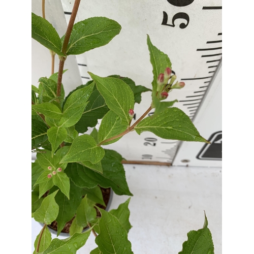 74 - ONE WEIGELA 'ROSA' OLD FASHIONED IN A 2 LTR POT. APPROX 110CM IN HEIGHT PLUS VAT