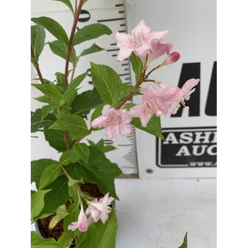 74 - ONE WEIGELA 'ROSA' OLD FASHIONED IN A 2 LTR POT. APPROX 110CM IN HEIGHT PLUS VAT