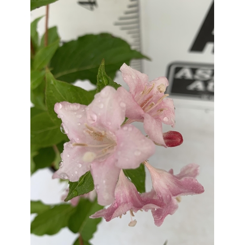 74 - ONE WEIGELA 'ROSA' OLD FASHIONED IN A 2 LTR POT. APPROX 110CM IN HEIGHT PLUS VAT