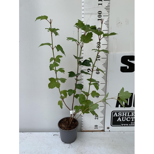 80 - ONE VIBURNUM 'OPULUS' GEULDER ROSE WITH WHITE FLOWERS APPROX 1 METRE TALL IN A 2 LTR POT, PLUS VAT