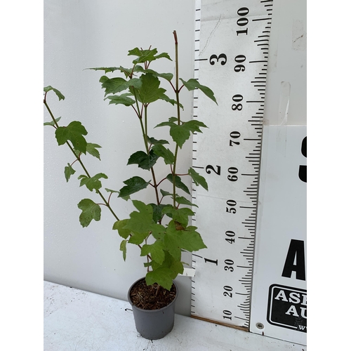 80 - ONE VIBURNUM 'OPULUS' GEULDER ROSE WITH WHITE FLOWERS APPROX 1 METRE TALL IN A 2 LTR POT, PLUS VAT