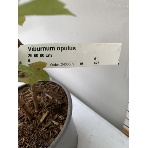 80 - ONE VIBURNUM 'OPULUS' GEULDER ROSE WITH WHITE FLOWERS APPROX 1 METRE TALL IN A 2 LTR POT, PLUS VAT