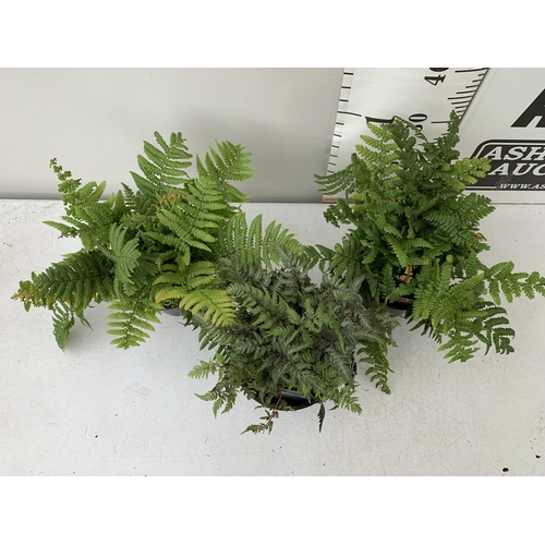 92 - THREE FERNS - ONE ATHYRIUM NIPONICUM METALLICUM AND TWO JURASSIC GOLDS, IN 2 LTR POTS APPROX 40CM IN... 