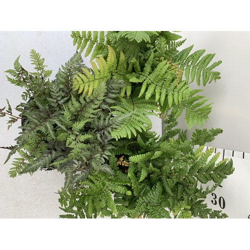 92 - THREE FERNS - ONE ATHYRIUM NIPONICUM METALLICUM AND TWO JURASSIC GOLDS, IN 2 LTR POTS APPROX 40CM IN... 