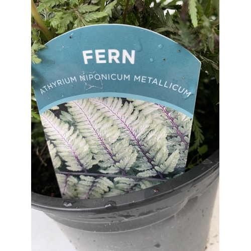 92 - THREE FERNS - ONE ATHYRIUM NIPONICUM METALLICUM AND TWO JURASSIC GOLDS, IN 2 LTR POTS APPROX 40CM IN... 