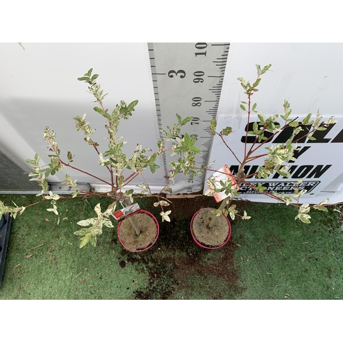 101 - TWO STANDARD SALIX INTEGRA 'FLAMINGO' APPROX 110-120CM IN HEIGHT IN 3 LTR POTS PLUS VAT TO BE SOLD F... 