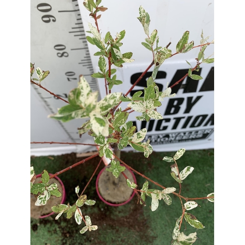 101 - TWO STANDARD SALIX INTEGRA 'FLAMINGO' APPROX 110-120CM IN HEIGHT IN 3 LTR POTS PLUS VAT TO BE SOLD F... 