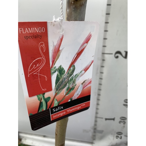 101 - TWO STANDARD SALIX INTEGRA 'FLAMINGO' APPROX 110-120CM IN HEIGHT IN 3 LTR POTS PLUS VAT TO BE SOLD F... 