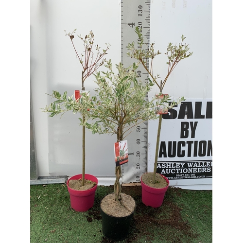 10 - THREE SALIX INTEGRA 'FLAMINGO' , TWO STANDARD AND ONE PLAITED TWISTED STEM.APPROX 100-110CM IN HEIGH... 