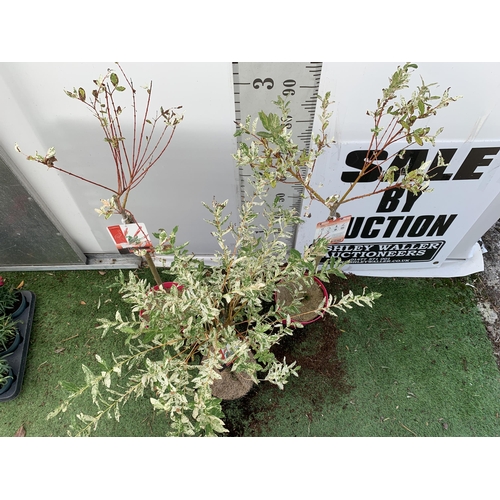 10 - THREE SALIX INTEGRA 'FLAMINGO' , TWO STANDARD AND ONE PLAITED TWISTED STEM.APPROX 100-110CM IN HEIGH... 