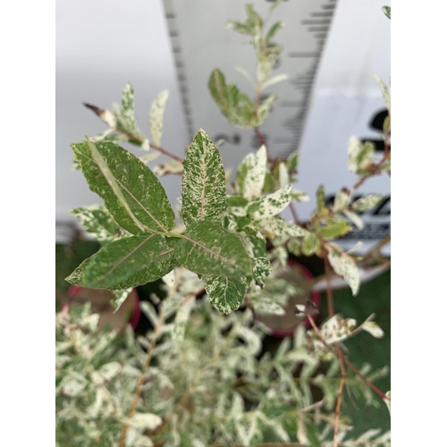 10 - THREE SALIX INTEGRA 'FLAMINGO' , TWO STANDARD AND ONE PLAITED TWISTED STEM.APPROX 100-110CM IN HEIGH... 