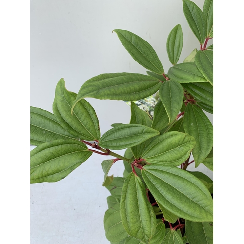 110 - TWO VIBURNUM 'DAVIDII' IN 2 LTR POTS APPROX 50CM IN HEIGHT TO BE SOLD FOR THE TWO PLUS VAT