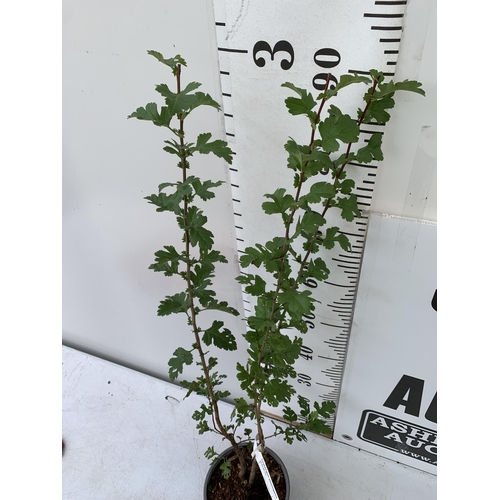 114 - ONE 'CRATAEGUS MONOGYNA' COMMON HAWTHORN APPROX 90CM IN HEIGHT IN A 2 LTR POT. PLUS VAT