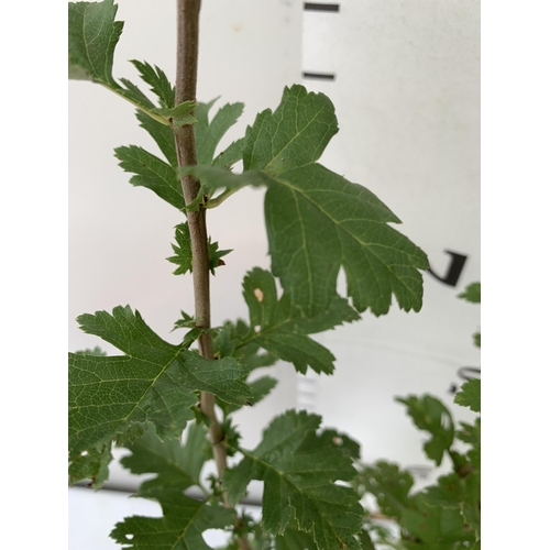 114 - ONE 'CRATAEGUS MONOGYNA' COMMON HAWTHORN APPROX 90CM IN HEIGHT IN A 2 LTR POT. PLUS VAT