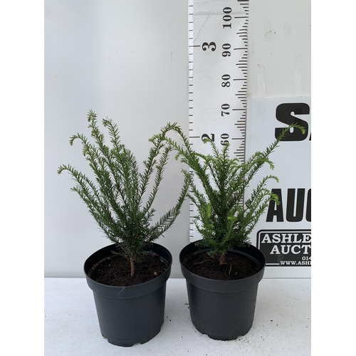 45 - TWO YEW TAXUS BACCATA PLANTS HEDGING PLANTS APPROX 60CM IN HEIGHT IN 7 LTR POTS PLUS VAT TO BE SOLD ... 