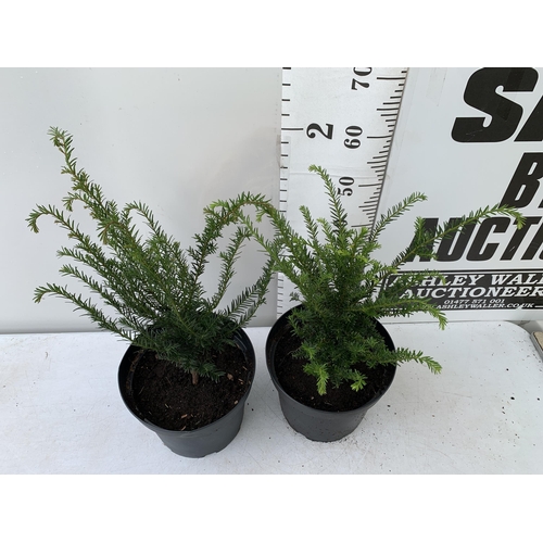 45 - TWO YEW TAXUS BACCATA PLANTS HEDGING PLANTS APPROX 60CM IN HEIGHT IN 7 LTR POTS PLUS VAT TO BE SOLD ... 