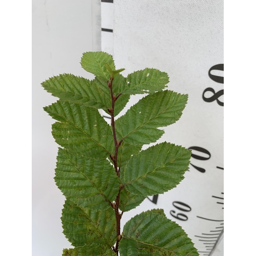 116 - ONE EUROPEAN HORNBEAM 'CARPINUS BETULUS' APPROX 90CM IN HEIGHT IN A 2 LTR POT. PLUS VAT