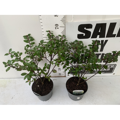 140 - TWO LARGE HOLLY ILEX 'BLUE PRINCE' IN 7 LTR POTS APPROX 70CM IN HEIGHT PLUS VAT TO BE SOLD FOR THE T... 