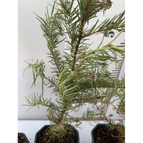 153 - FIVE DOUGLAS FIR SAPLINGS APPROX 50-60CM IN HEIGHT. IN 1 LTR POTS TO BE SOLD FOR THE FIVE