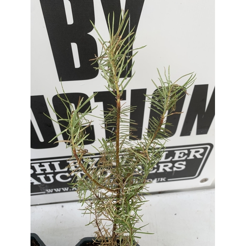 153 - FIVE DOUGLAS FIR SAPLINGS APPROX 50-60CM IN HEIGHT. IN 1 LTR POTS TO BE SOLD FOR THE FIVE