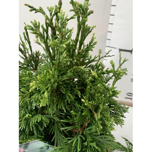 173 - FOUR MIXED CONIFERS - TWO THUJA OCCIDENTALIS 'DANICA' AND 'TINY TIM', ONE THUJA PLICATA 'CAN-CAN' AN... 